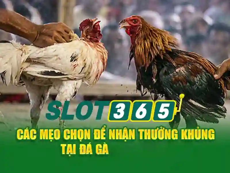 Chứng nhận bảo mật và giấy phép hoạt động của Slot365