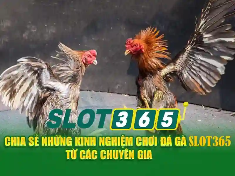 slot365 – chủ đề tổng quan và giá trị cốt lõi