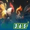 Slot365 – Nền tảng chơi máy đánh bạc trực tuyến an toàn và tiện lợi